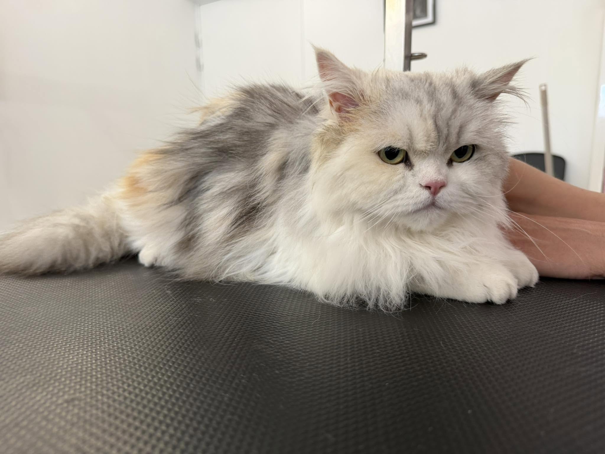 Chat 1