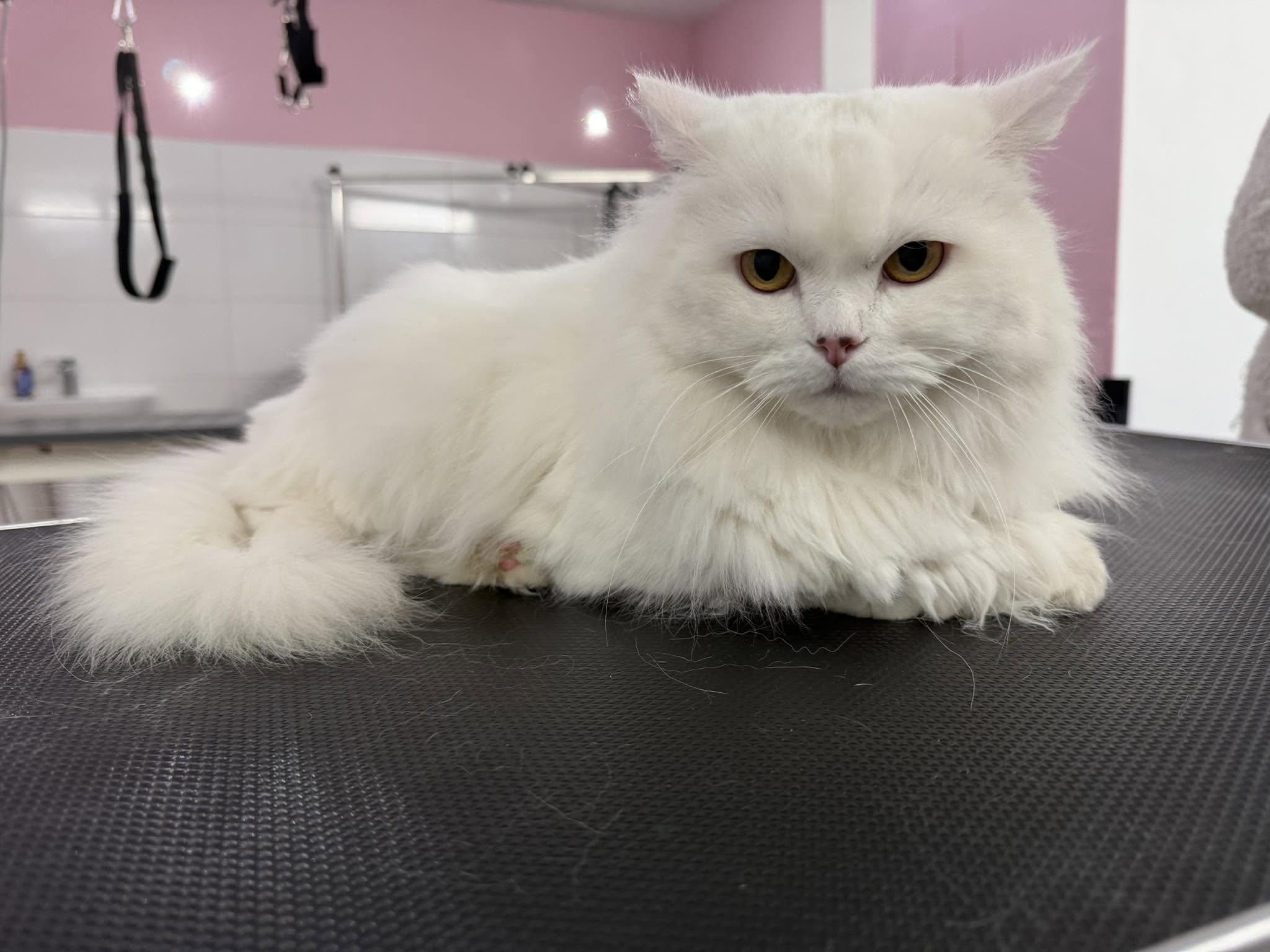 Chat 2