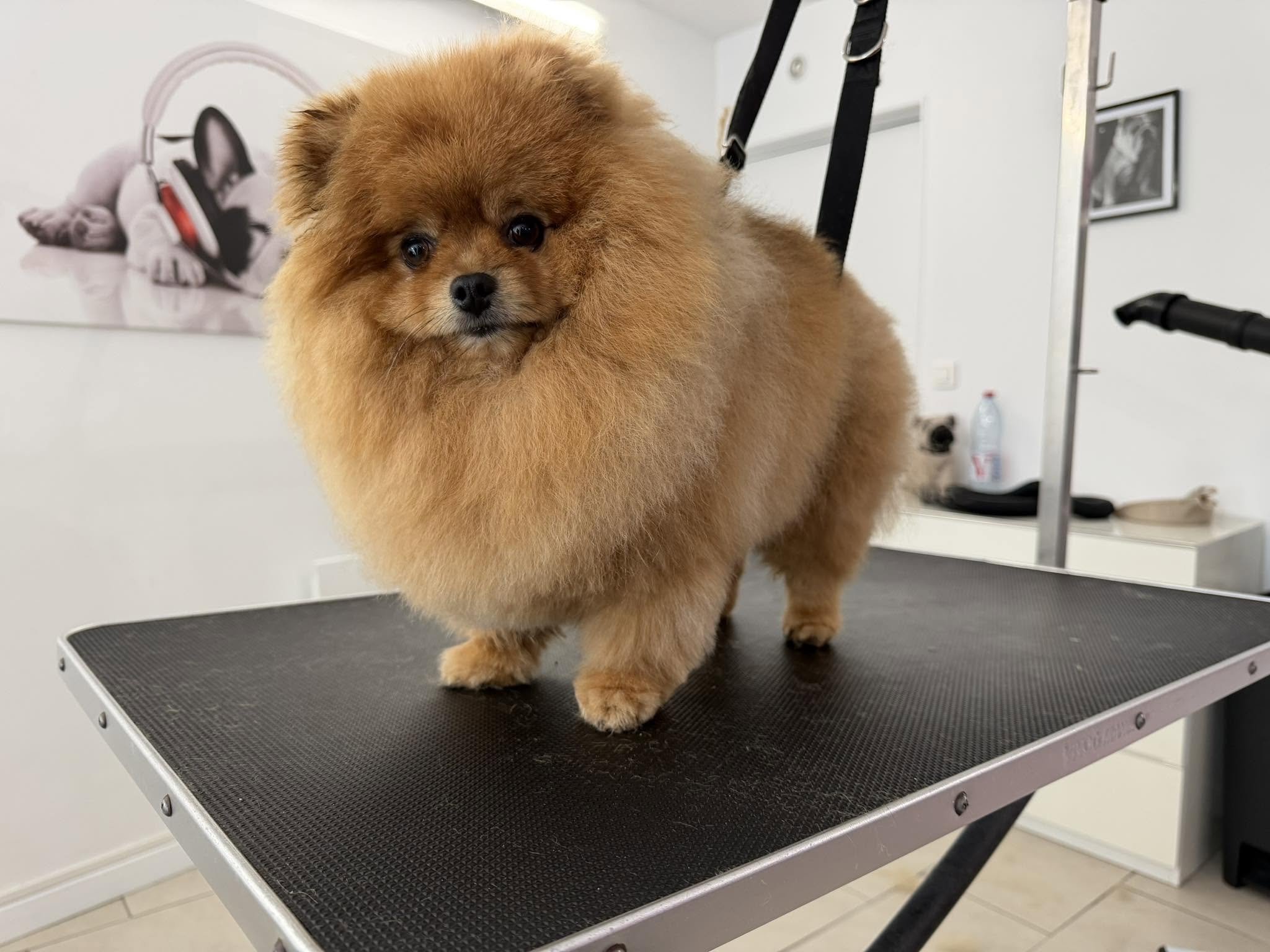 Chien 4