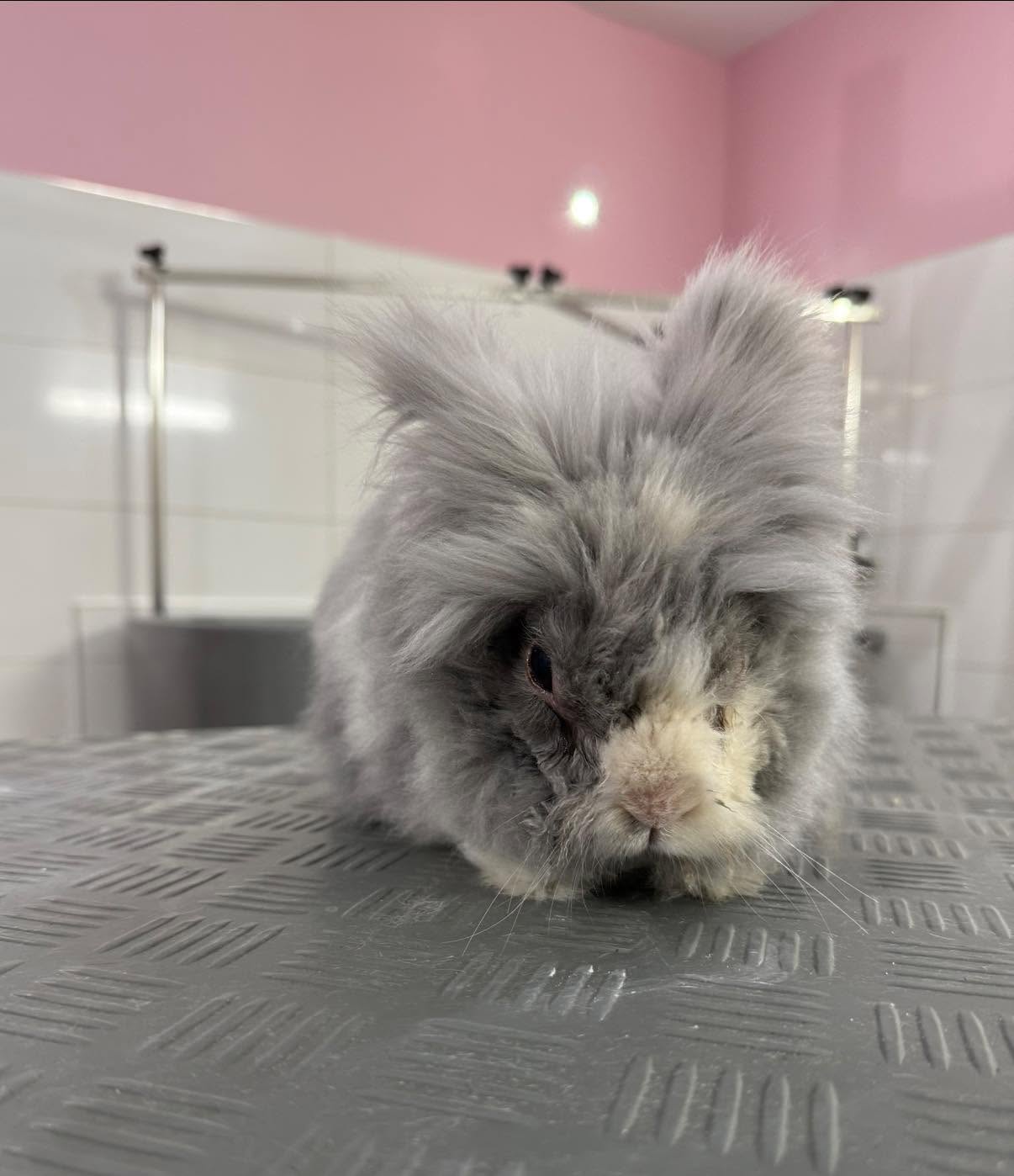 Lapin 2