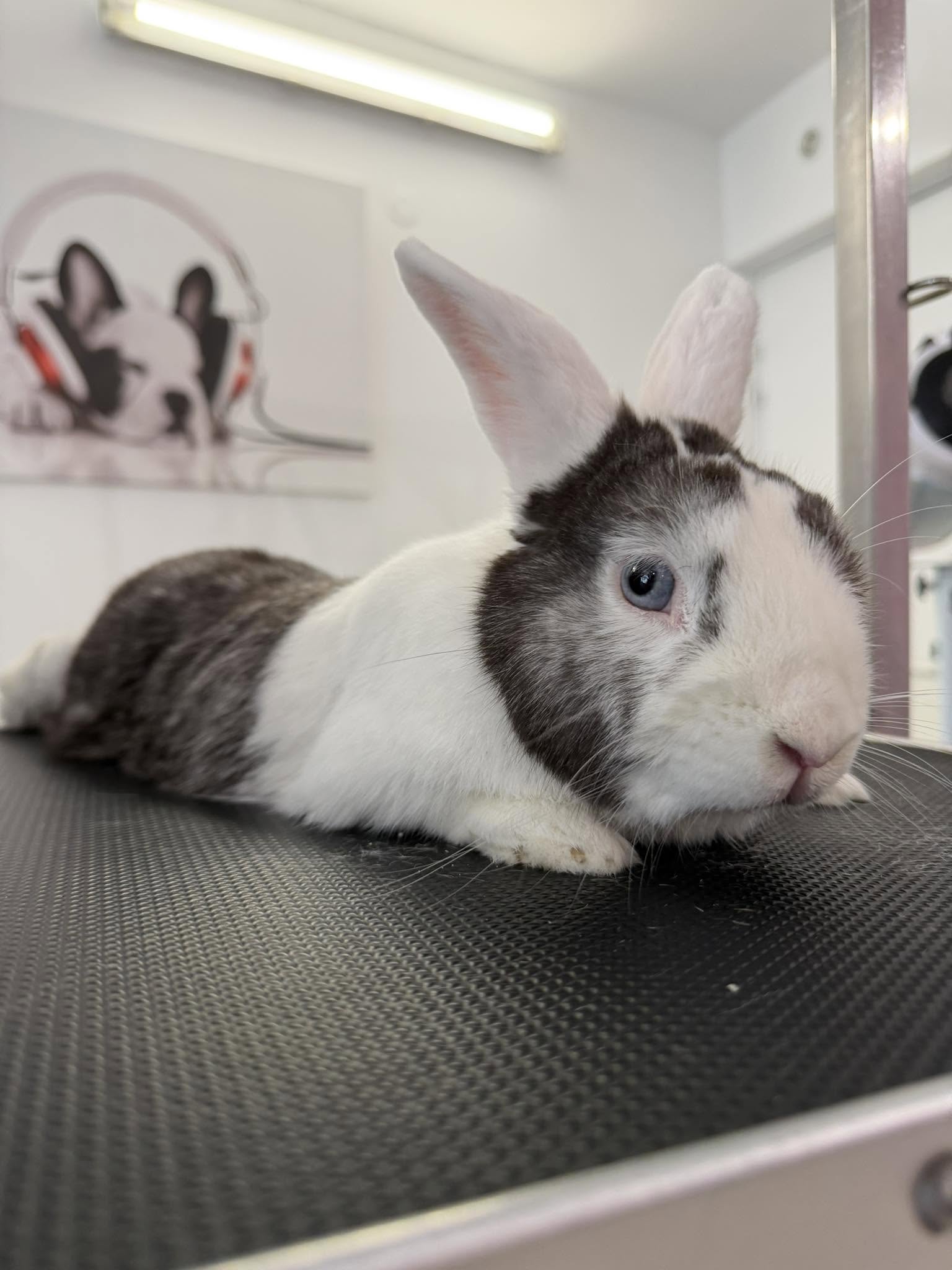 Lapin 3